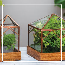 Art Decco Glass Terrariums on tabletop with plants growing inside